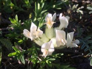 Astragalus albicaulis DC. ?<br/>Sudul Dobrogei, 4 May 2021 © Mihai Ionescu - all rights reserved